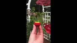 Feeding hummingbirds from my hand
