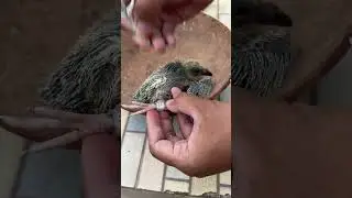 Identity locked 🔒 Tagging my little flyer #PigeonTagging #BabyPigeon #PigeonIdentity #CustomTag