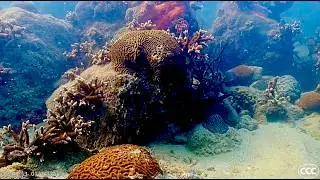 Coral City Camera | World Record Underwater Coral Growth Timelapse (1,000 Days) | 60fps