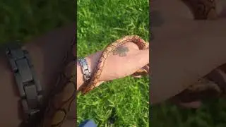 Mr. Mars is the sweetest Brazilian Rainbow Boa #shorts