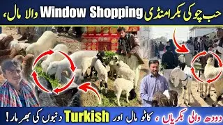 Hub Chowki Bakra Mandi Window Shopping | Milk Goats & Turkish Dumbe