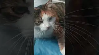 мои коты #cat #котик #юмор #кошка #кот #топ #котики #животные #catlover #прикол