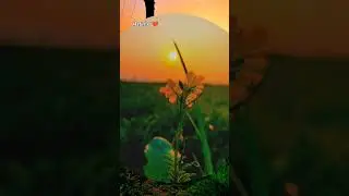 #nature #villagelife #sunsetlofi #love #gaon #khetkisangaon #sunset #tealifestyle #beautifulsunset