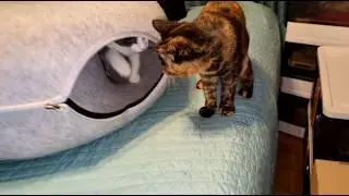 The Kittens Have More Donut Fun