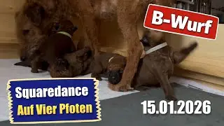 Squaredance auf vier Pfoten 15 01 2026