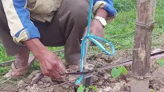 Make a bean trellis. #farm#garden 