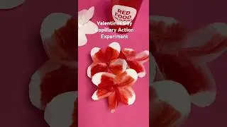 Valentines Day Spring Cherry Blossoms Science for Kids #shorts #STEAM