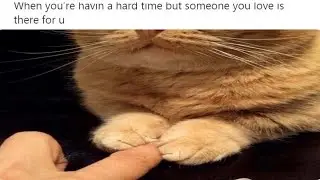 Wholesome Funny Memes