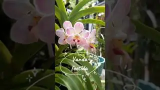 about Vanda foetida.  #vandaorchids #orchids #orchidaceae