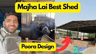 Best Shed Design for Buffalo Dairy Farm.