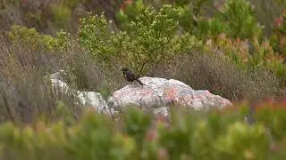 A Cape Rockjumper at Sir Lowry's Pass, one of those beauties in Cape Town, South Africa