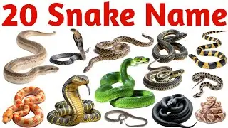 20 Snake Names in English for Kids Vocabulary Learning Preschool Kindergarten