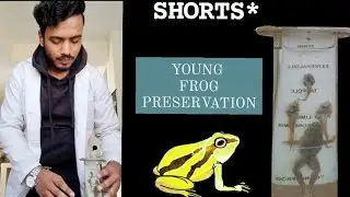 young frog || preservative solution || museum #short #ytshorts #reels #sgsir