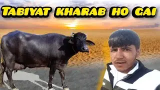 Bhansh Ki Tabiyat Kharab Ho Gyi ,,duaa kro | भैंस की तबियत खराब हो गई, दुआ करो 😥