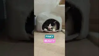 Oreo the cat, PINKY TOE GROOMING, a menina mais linda #cat #catshorts #pedicure