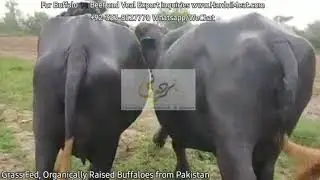 Grass Fed Organic Buffalo 🐃  Beef Export Pakistan