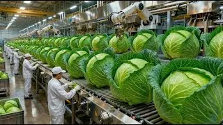 Inside a Modern Cabbage Factory: From Raw Cabbage to Fresh Ready To Eat Salad (Full Process)