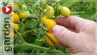 Harvesting Yellow Pear Tomatoes - Join Me In The Garden