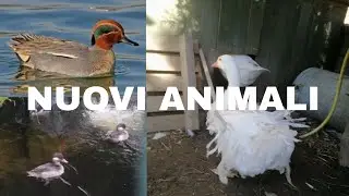 5 NUOVI ANIMALI nella nuova voliera