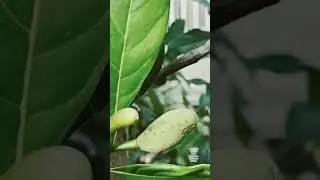 Hand Pollination of Jackfruit #short #jackfruit tree #jackfruit flowers #pollination