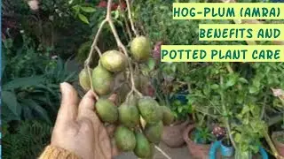 Hog-Plum (AMRA) Benefits and its Potted Plant Care at Roof-Garden