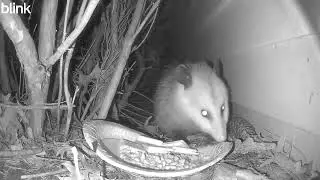 Opossum Night Snack | Cat Cam 9000 Captures a Surprise Visitor