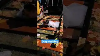 Dog wedding pictorial #trending #dog #dogsoftiktok #doglover #animals #dogsofinstagram #dogs #love
