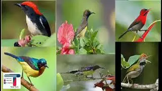 Tiếng Hút mật chim tổng hợp ( 5 màu, xác pháo, ốc mít, xanh tím, tía ô, đổ quyên, sâu dừa,...)