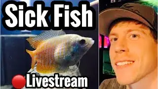 Bloated Swollen Gourami? Sick Fish