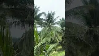 Ammonium sulfate and common salt #fruit #lifeisbutadream #nature #farming #coconut 