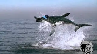 GREAT WHITE SHARK POLARIS BREACH and EPIC MEGALODON  - OFFICIAL GENIUS SNAPBACK