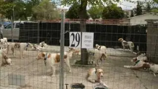 III Concentración de Rehalas de Miraflores de la Sierra 2010