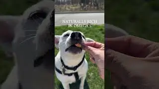 Single Ingredient Wild Salmon Bites | Dog Treats