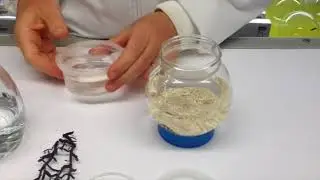 EVivo &eacute;cosyst&egrave;me Marin &agrave; crevettes - InnovMania