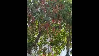 Relaxing music#nature #relaxingmusic 