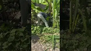 Removing a banana sucker