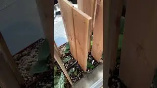 Shingle project #plants #growth #collection #shingle