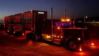 Moviendo vacas lecheras 🚂💨 #peterbilt379 #trailerosdela57 #perfumados  #bull #arizona