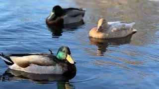 𝑾𝒉𝒆𝒏 𝑫𝒖𝒄𝒌𝒔 𝑺𝒕𝒆𝒂𝒍 𝒕𝒉𝒆 𝑺𝒄𝒆𝒏𝒆🦆✨