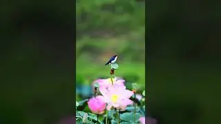 #amazinganimals #globalanimalstories #animaljourney
