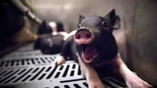 Pig Personality - A Closer Look at Farm Animals