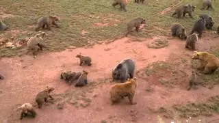 Pelea entre dos osos