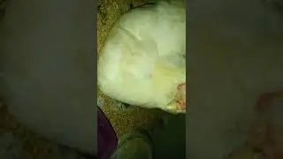 #newlife #hatchling #hen #chicken #farm #lyfefarms #visitsrilanka #ceylon #camping #wow #bandarawela