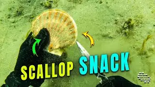Diver Eating Two Scallops While Freediving