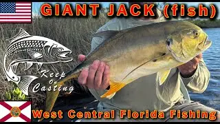 HUGE Jack (fish) in West-Central Florida!