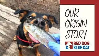 Red Dog Blue Kat Founder Inna Shekhtman | Our Canadian Raw Pet Food Story