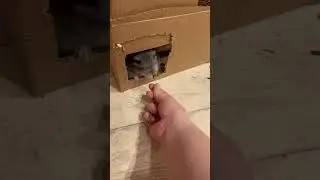 Бус #бусинка #animals #cute #chinchilla #шиншиллы #love #lovely #шиншилла #amazing #power #питомцы
