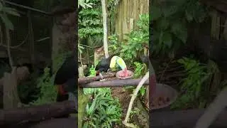 #shortsyoutube #thozhisuji #shorts Wow unique bird #rainbowtoucan #jaffnavlog #shortvideo#shortsfeed