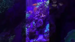 Zoa polyps feeding time Reefroids by polyplab