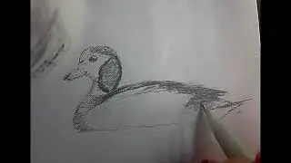 Coffee Doodle: Trying to heat things up with an African Pygmy Goose! Be nice to each other. 